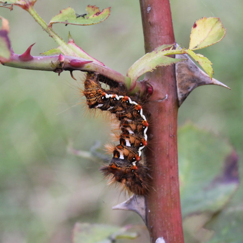 identificazione bruchi